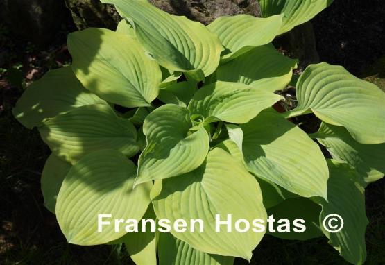 Hosta Doubloons